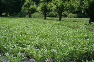 Earth Day idea local organic farm